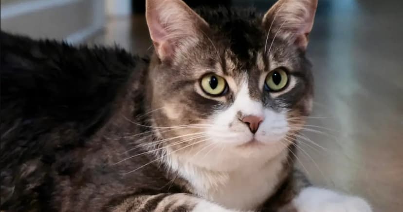 Un gato desafía a Trump y apoya incondicionalmente al Primer Ministro de Canadá