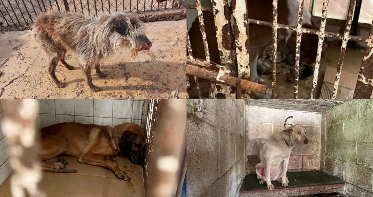 VIDEO ¬ Fue el 7 de enero. Las autoridades ingresaron al albergue y hallaron horror