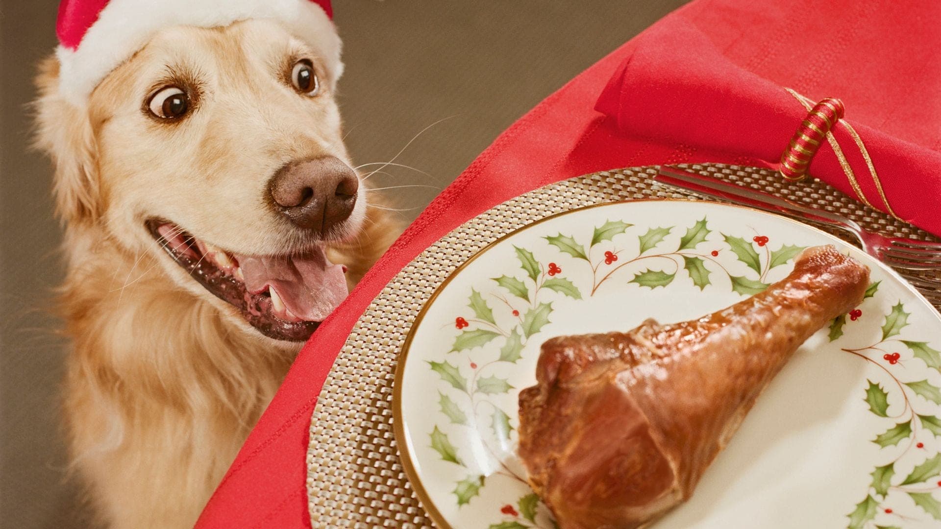 Ni uvas ni chocolate: los alimentos típicos de Navidad que pueden intoxicar a tu perro, según los expertos